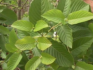 Image of a kratom plant - kratom addiction - hired power breakaway